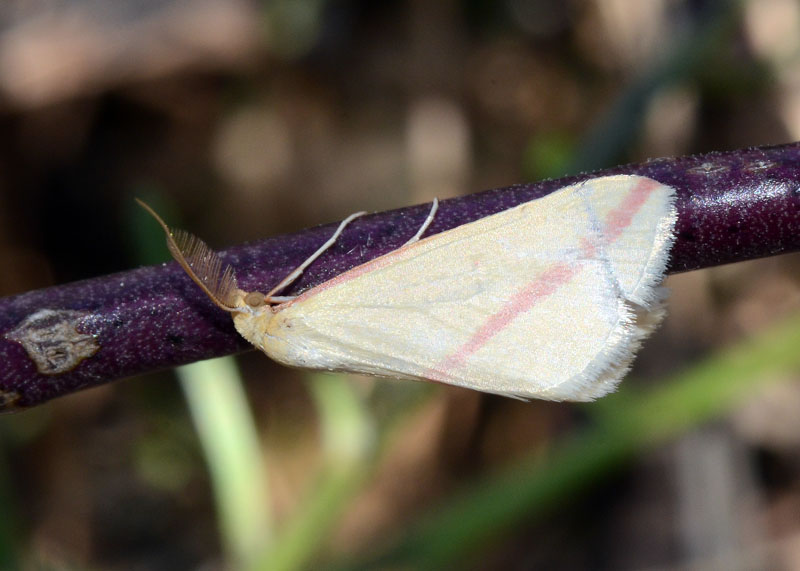 Rhodometra sacraria ? - S